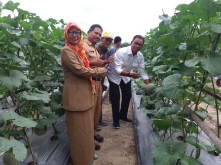 Perkebunan dan Pertanian Sektor Perekonomian Di Rohil